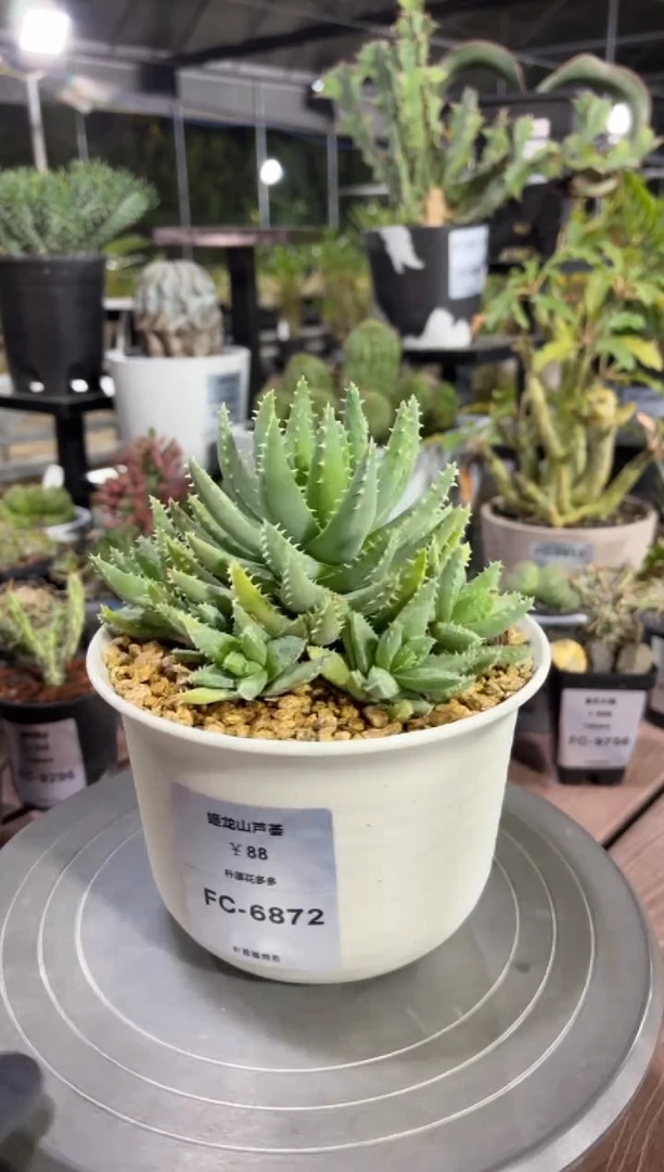 姬龙山芦荟FC-6872