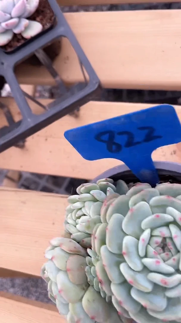 【闪购商品】822多肉