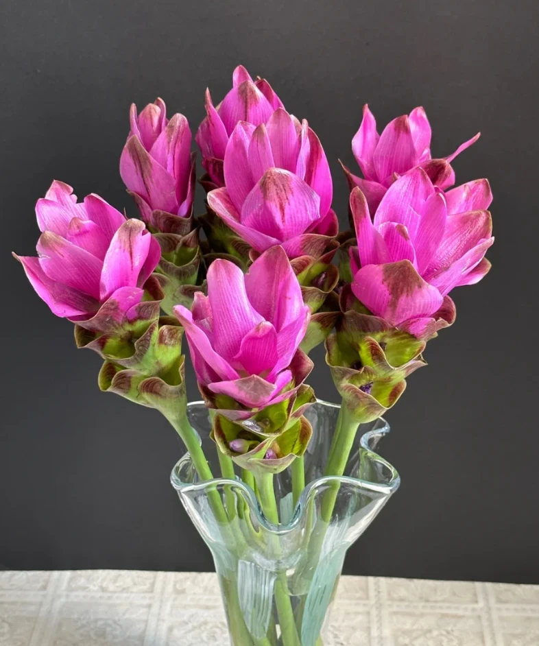 【2单顺丰包邮】姜荷花 云南鲜花基地现采直发