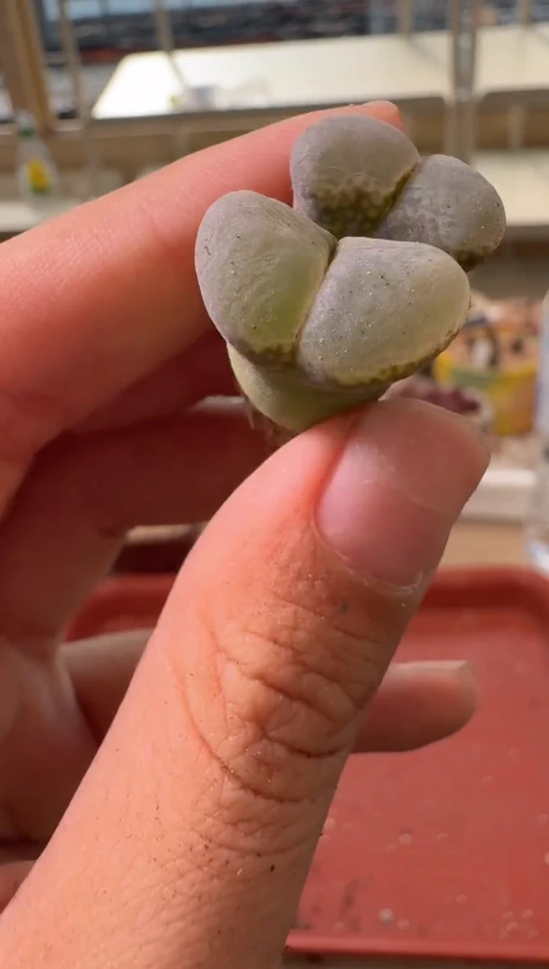 13-349多肉植物肉锥