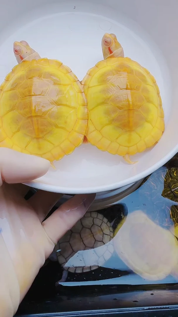 母绿毛龟黄色一对可挑选6-7的尺寸直播间截图，不挑选默认全品发