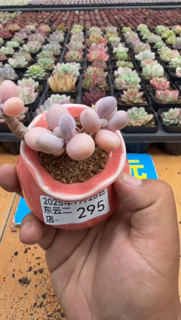 东云多肉园二店-295