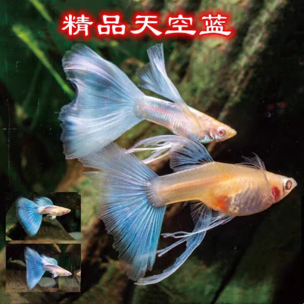 【蓝白缎带幼鱼】6条纯种稀有孔雀鱼热带观赏鱼小型淡水新手养护