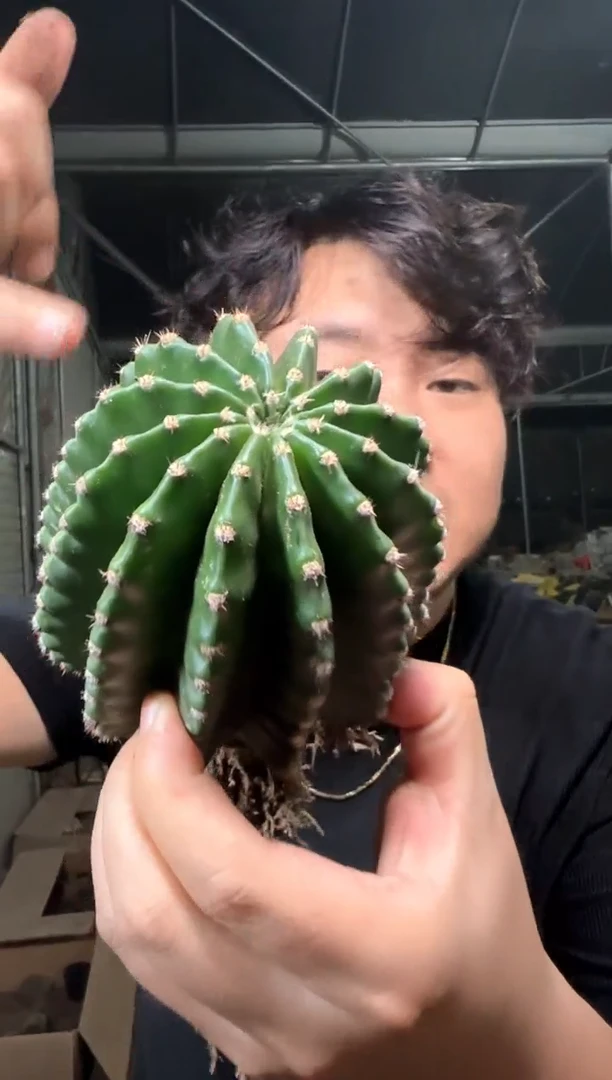 3颗 实生根 金刚彩草 7-10cm