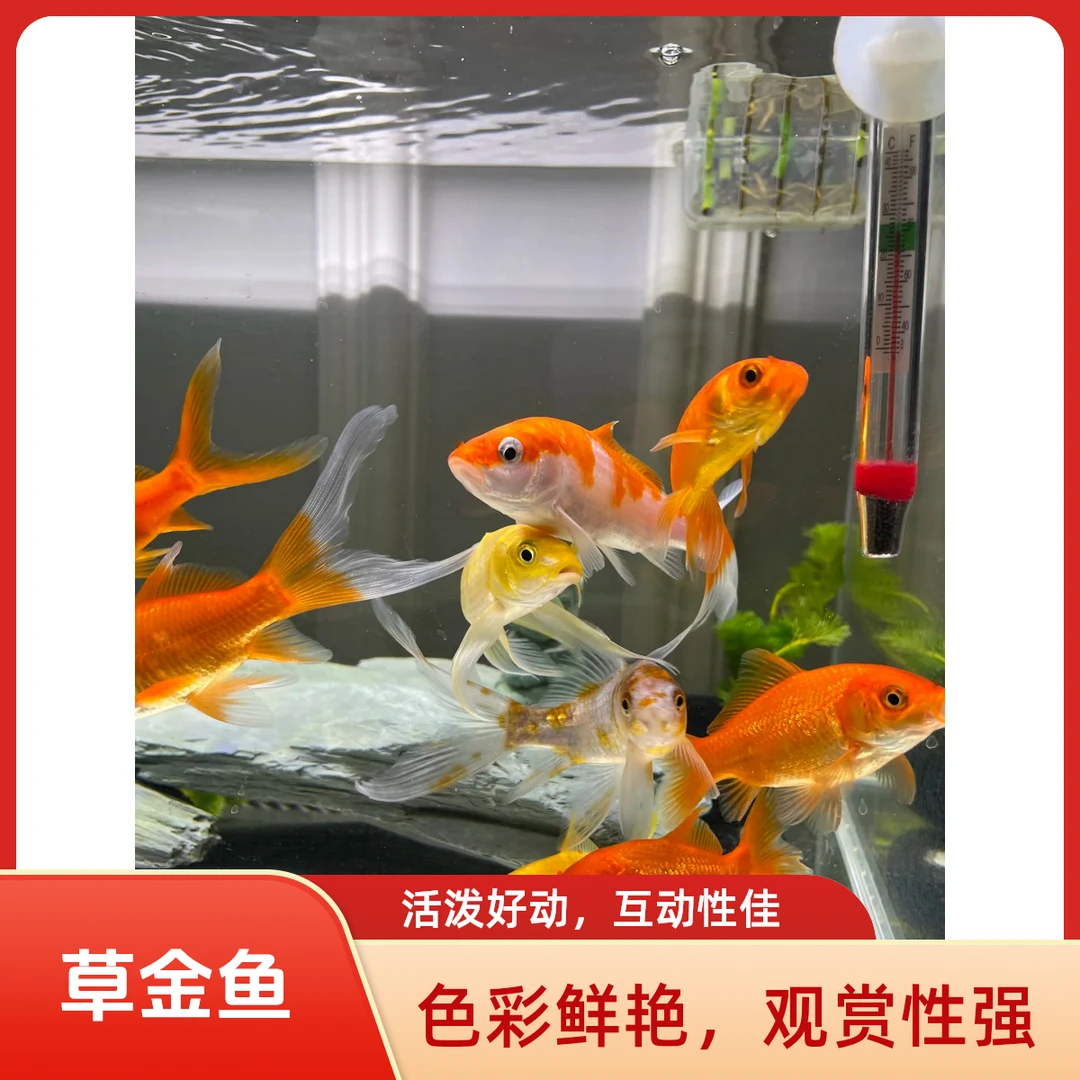 草金鱼冷水观赏鱼好养耐活适合新手