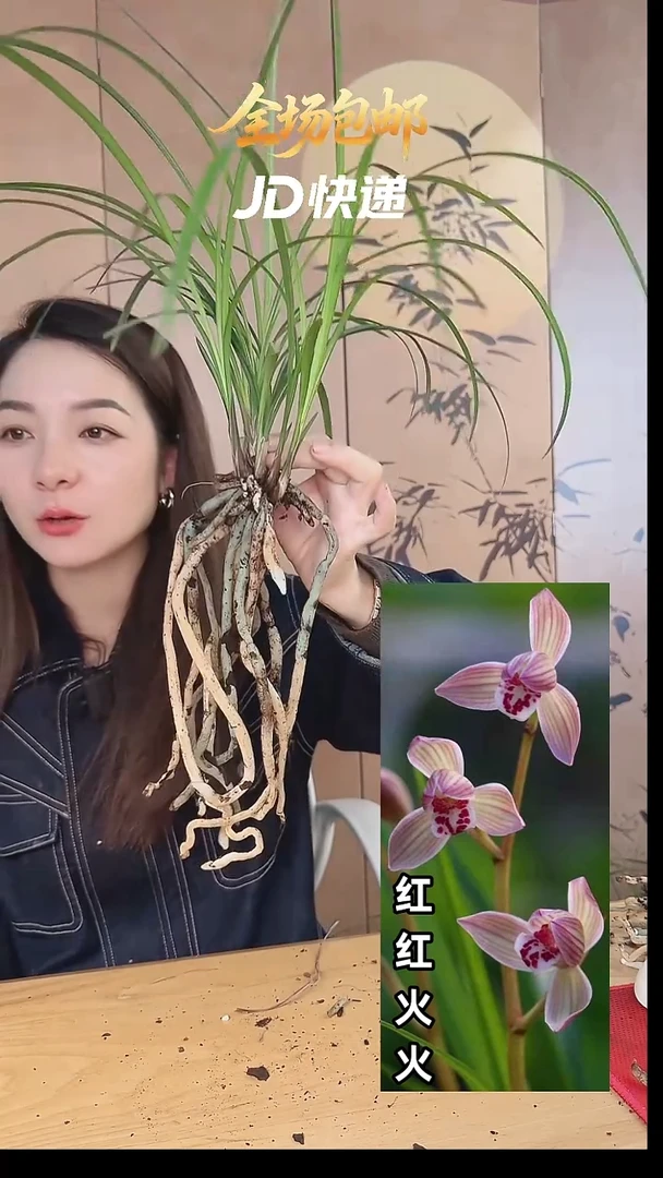 当前无花栽培后可以开花：红红火火