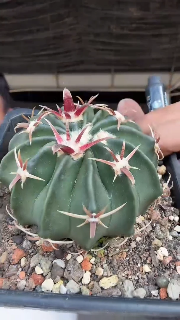 6-1            88.88