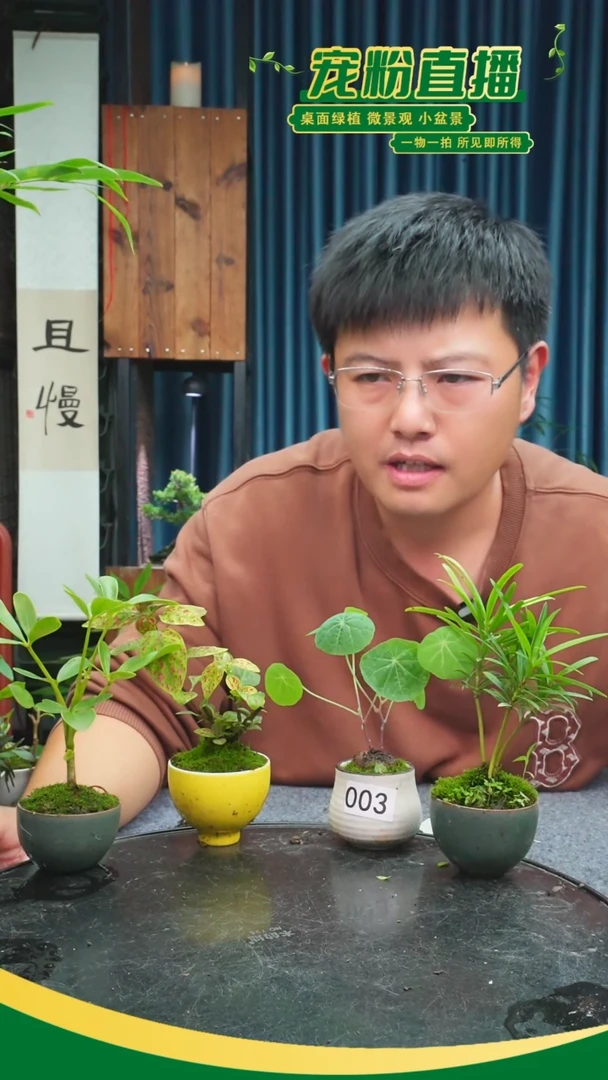 无花朵敏***3苔藓微景观003号