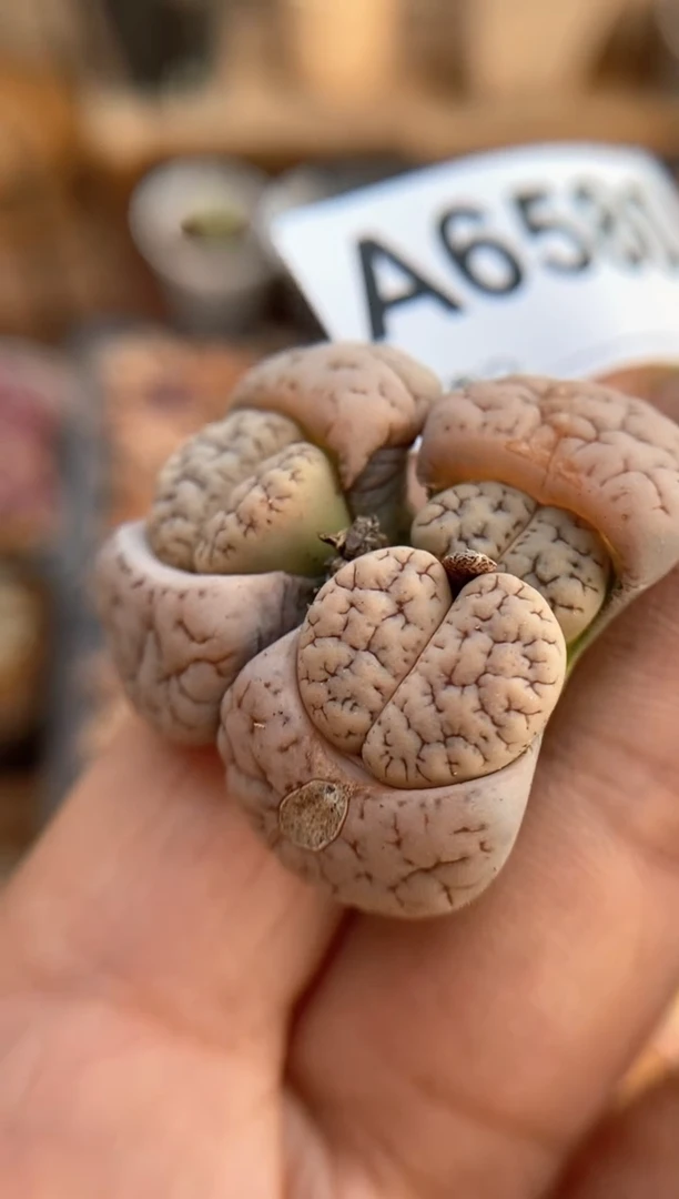 【闪购商品】6580直播一物一拍