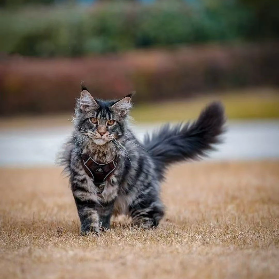 宠物活体缅因猫大型猫各种猫