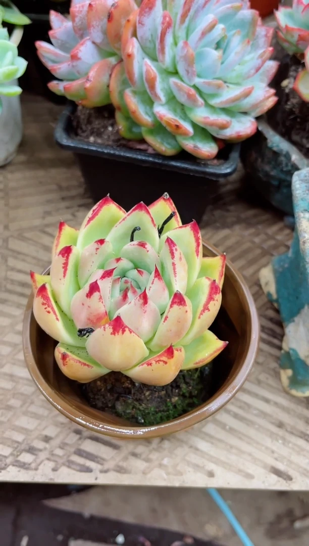 熊*漾28024多肉植物一物一拍