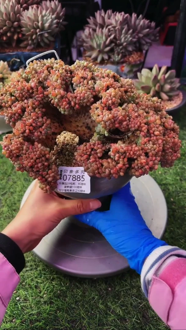 昆明印象多肉07885