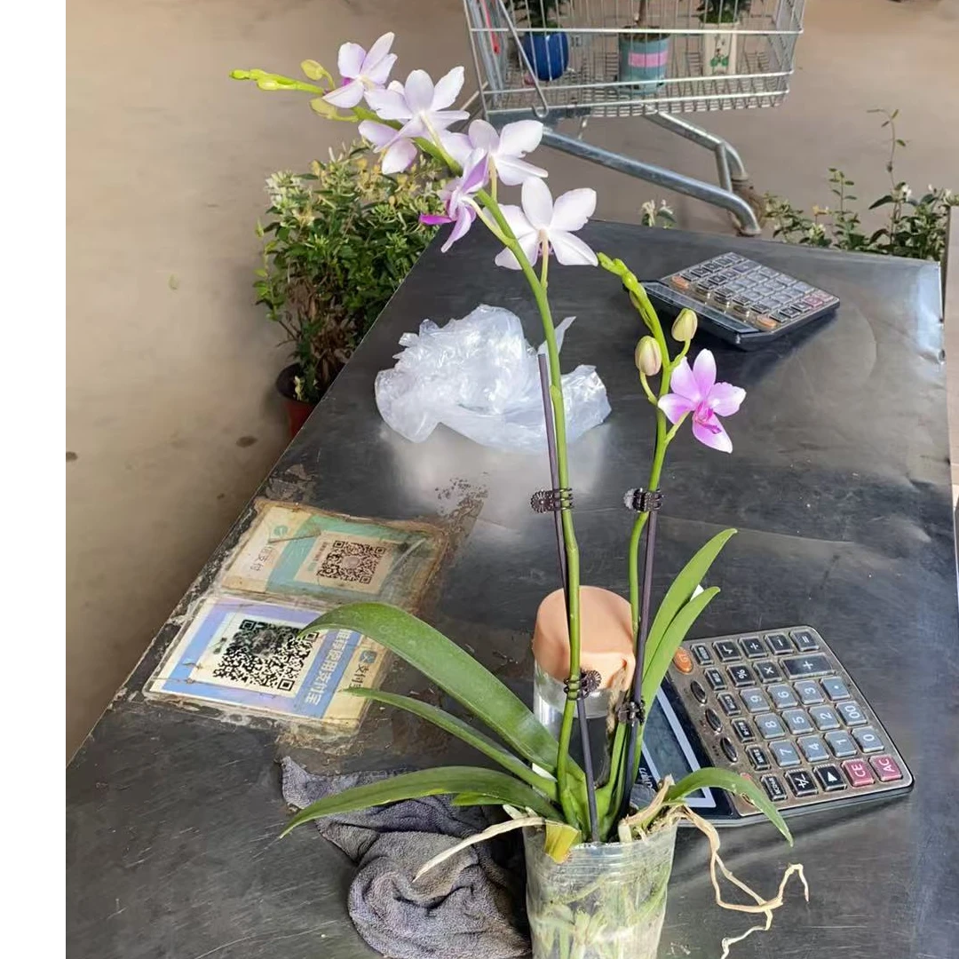 蝴蝶兰小茴紫带花剑品种多年生盆栽带花苞兰花苗只发西藏