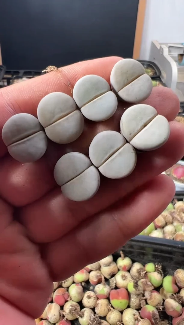 一物一拍          796