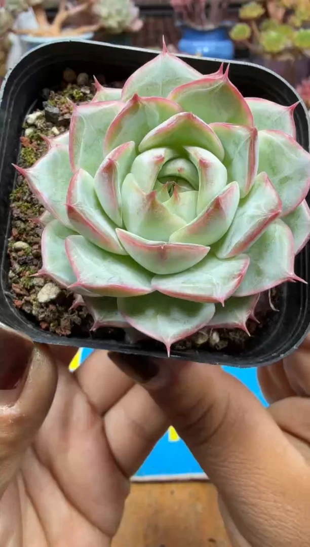 东云多肉园二店-09