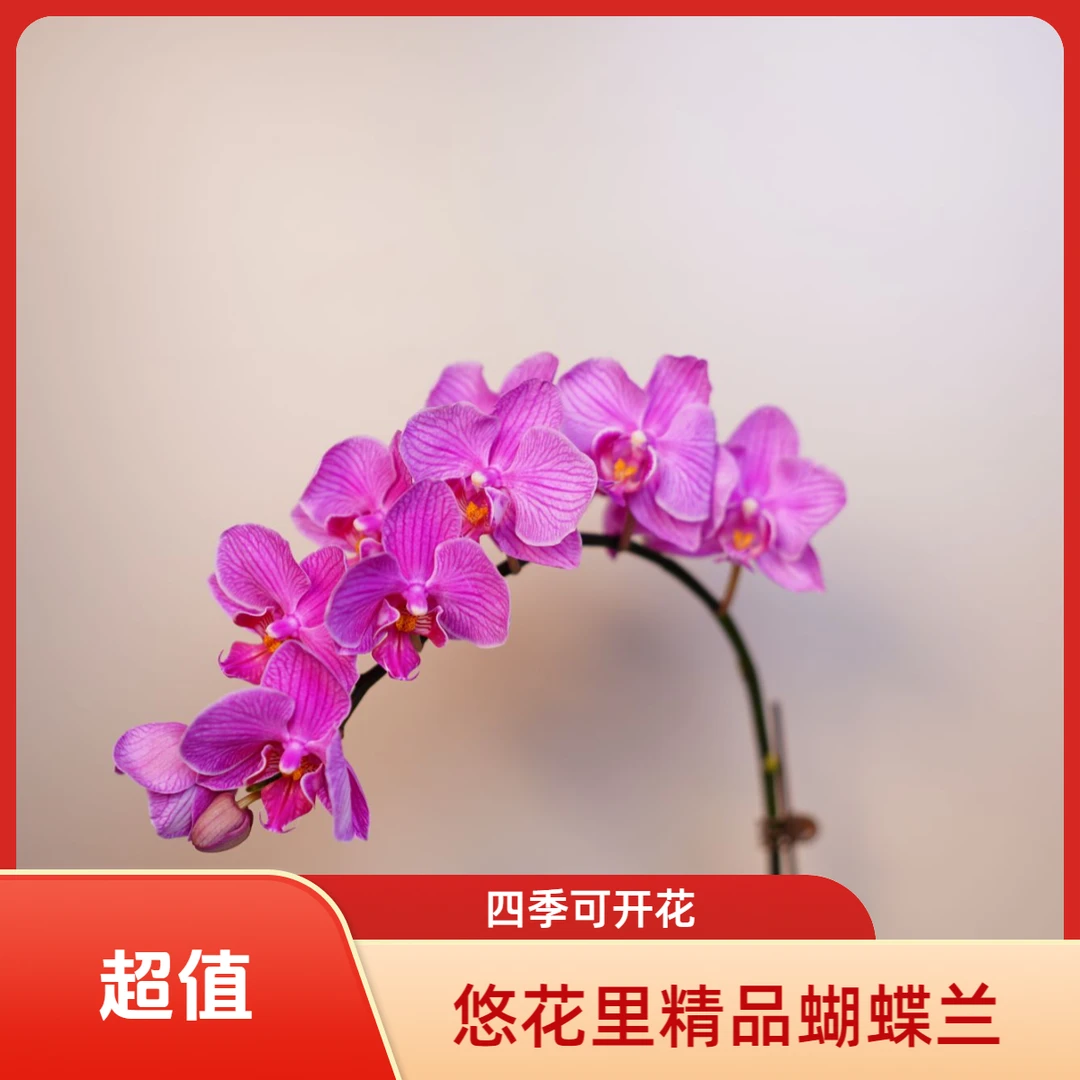 悠花里蝴蝶兰（台湾小红花）2.8寸全花开花珠发货