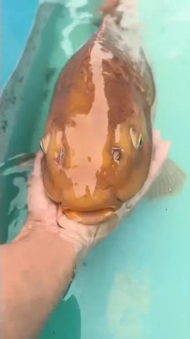 锦鲤红茶69公分母鱼顺丰到付