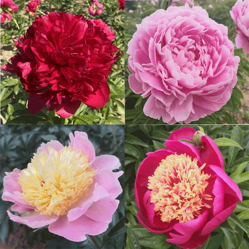 【满5棵送1棵】山东菏泽重瓣芍药3-5芽 颜色随机