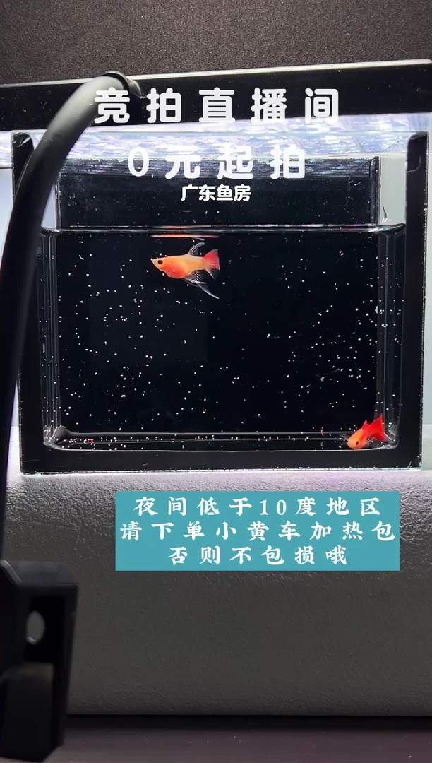 孔雀鱼赤焰精灵玻璃猫C一对编号75