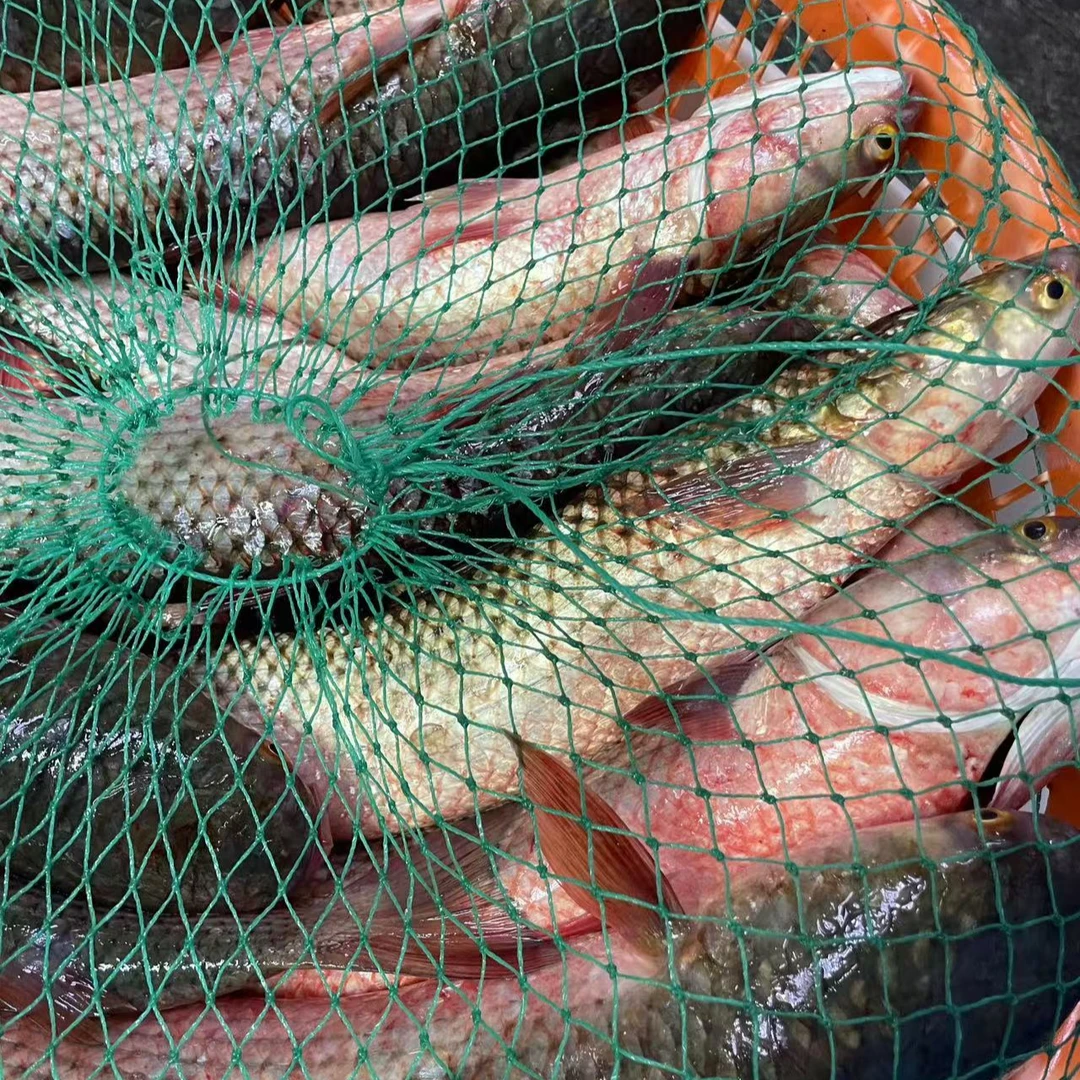 特大海梭鱼 红烧 水煮鱼 刺少5斤装 天津发货