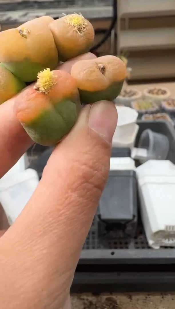 29-104多肉植物肉锥