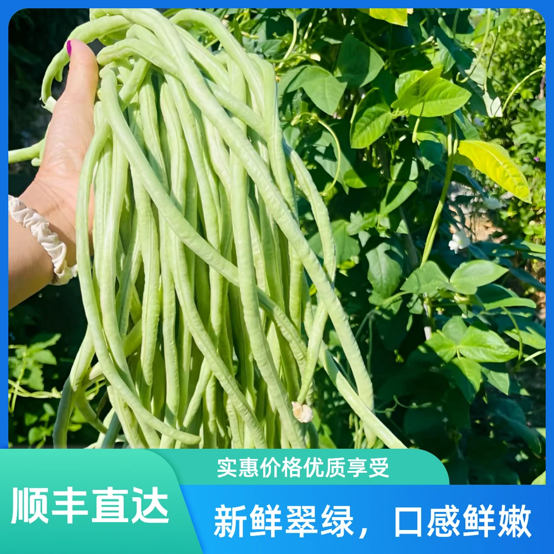 【现摘现发】当天现摘长豆角长豇豆应季蔬菜嫩豇豆酸泡豆角