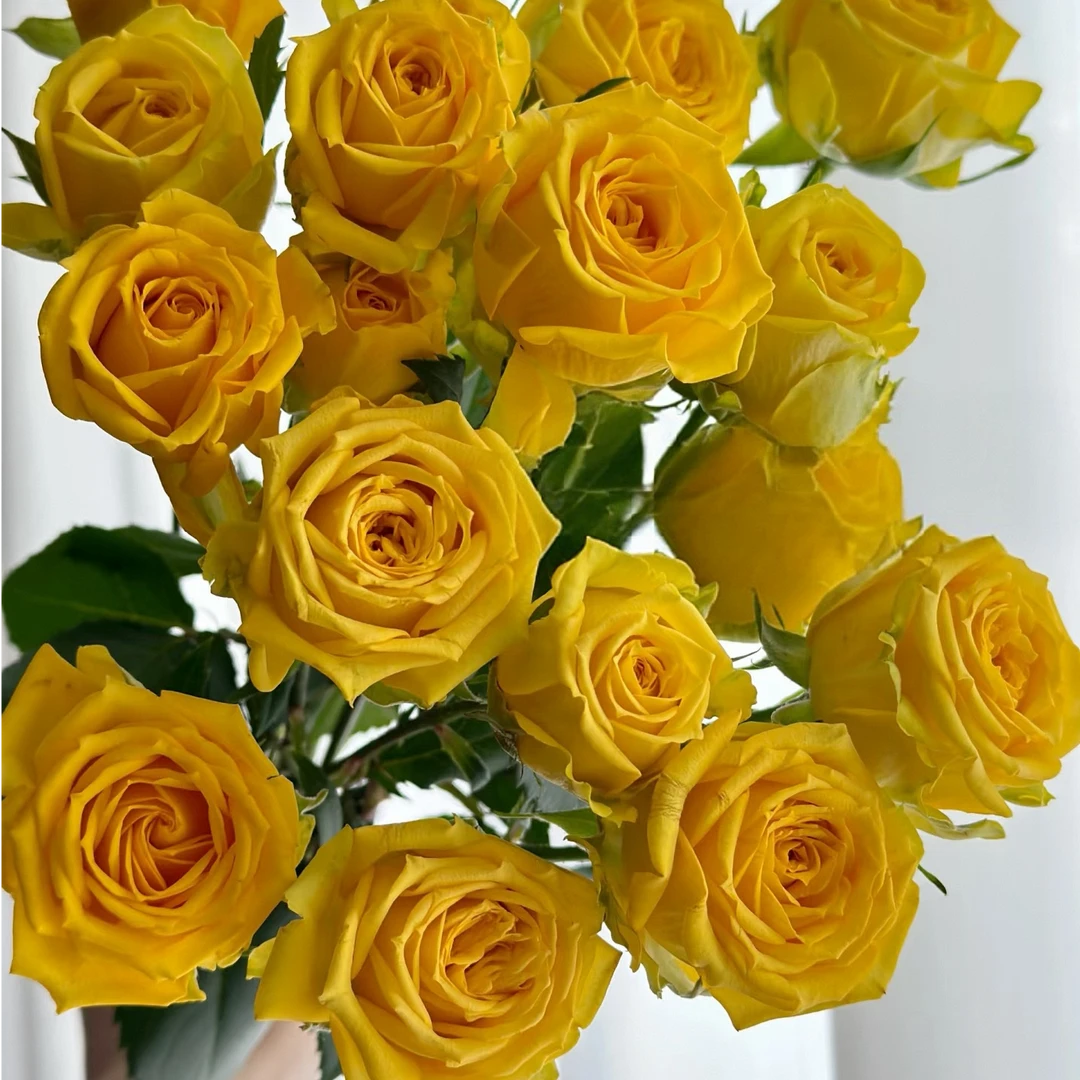 【独鬏鬏优选】A级[婚约] 黄色稀有多头玫瑰