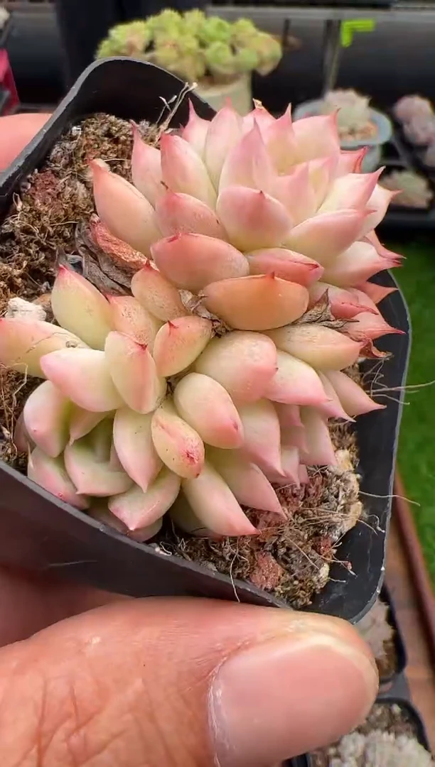 东云多肉园二店-249