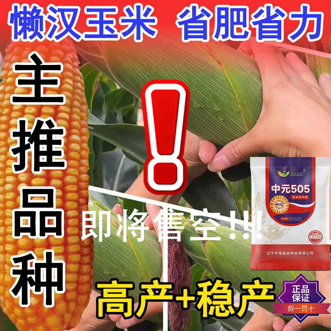 中元505红轴大棒三国审高产玉米种抗病抗虫抗倒伏耐高温一粒封顶