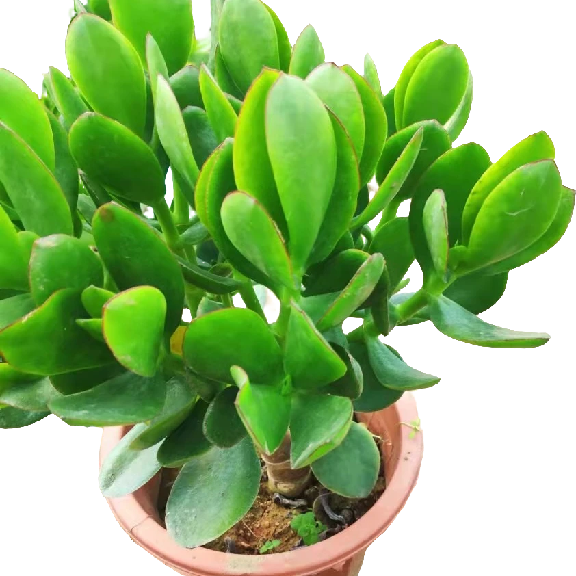 大叶玉树盆栽室内绿植多肉植物老桩景观植物