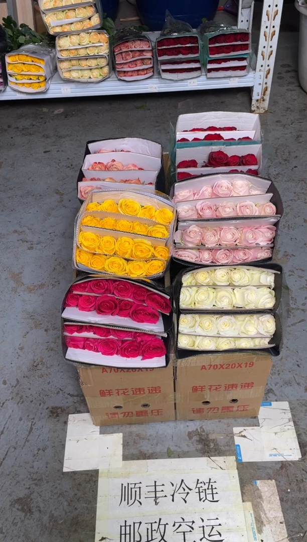 单头玫瑰60枝（任意3个品种）