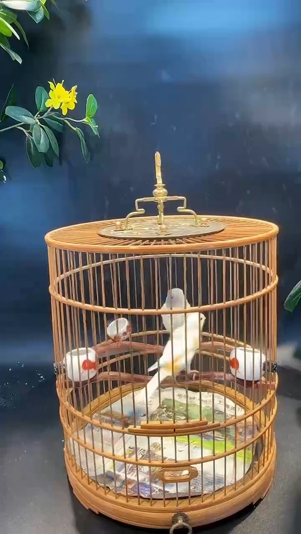 38号  马赛克一对 养笼0元起拍