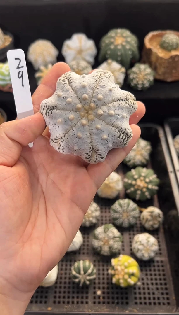 浓白双腿V不含盆土实生小干疤编码29