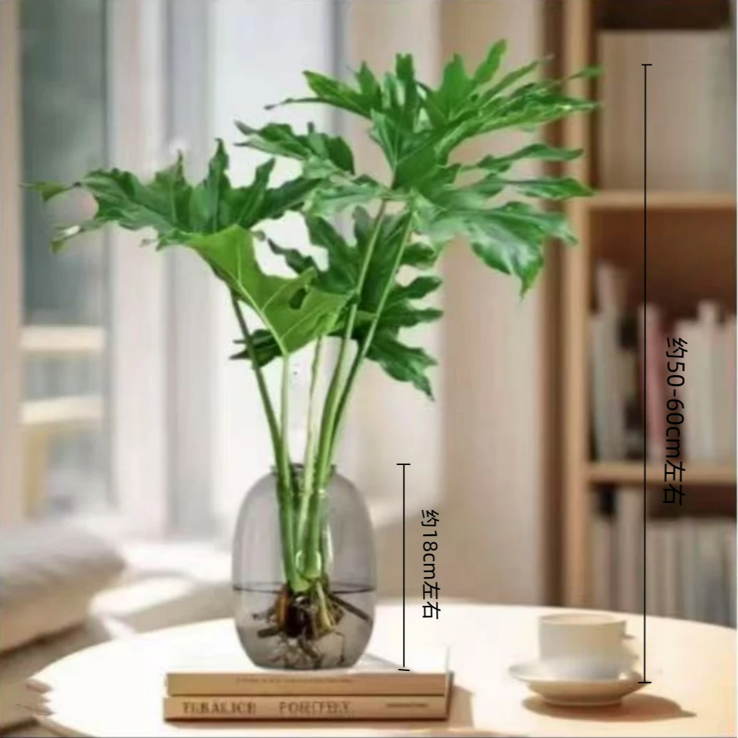 水培植物春羽【一株50CM-60CM】吸甲醛室内客厅花卉盆栽四季好养