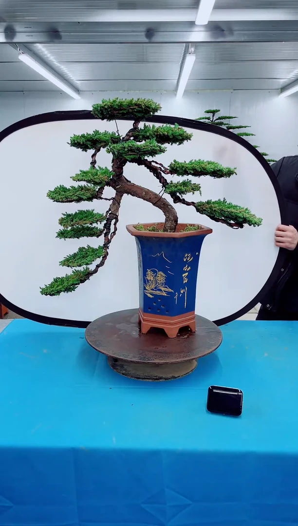 无花朵00000000000