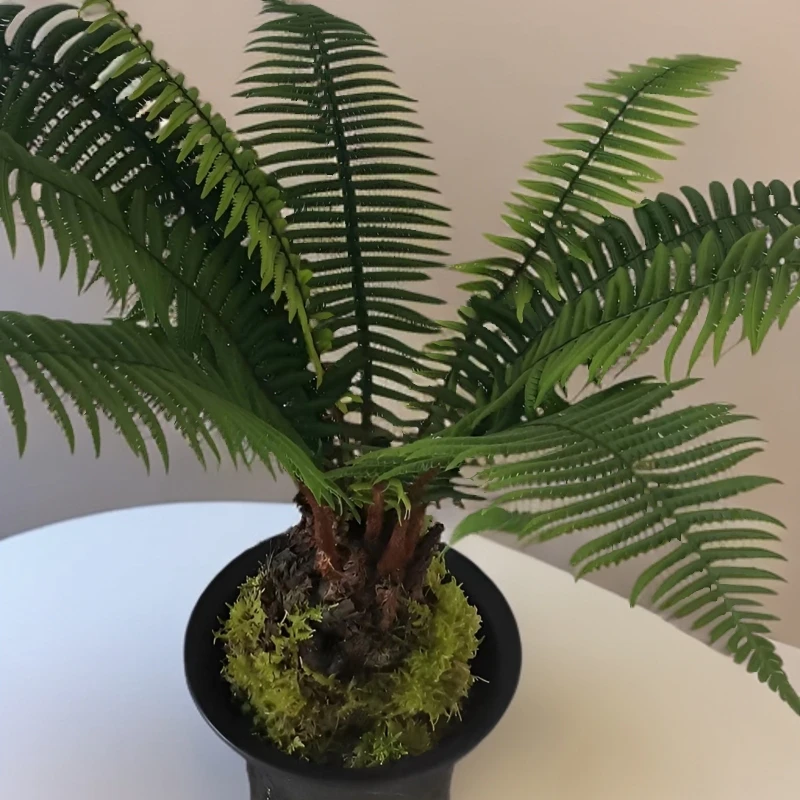 牧山绿植直播间一物一拍各种蕨类绿植盆栽素材