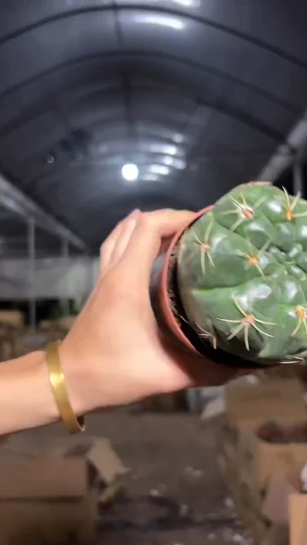 美花海王【实生根】不带花苞 7-10cm
