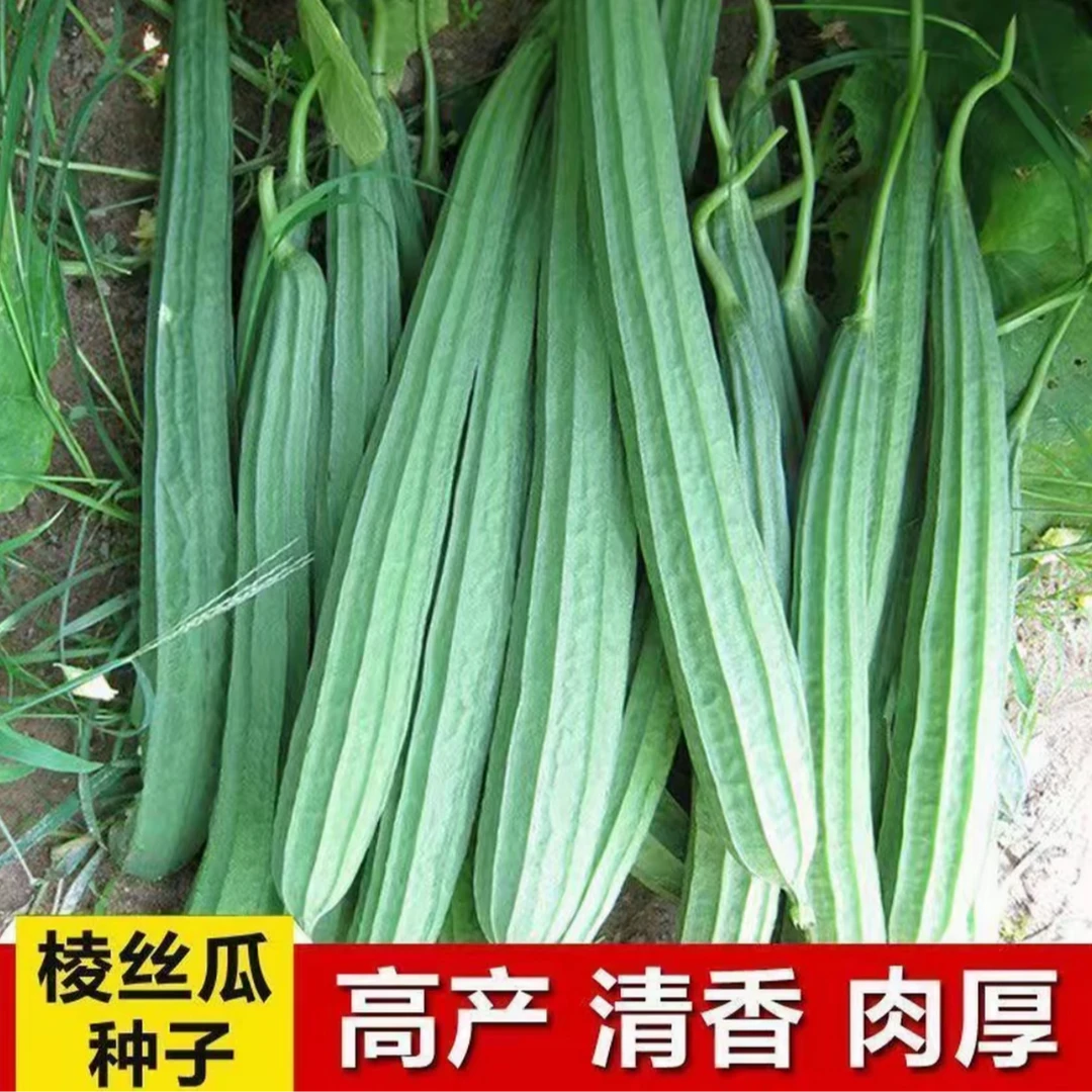 【棱角丝瓜种子】四季果蔬阳台小院盆栽种植春季爬藤清香
