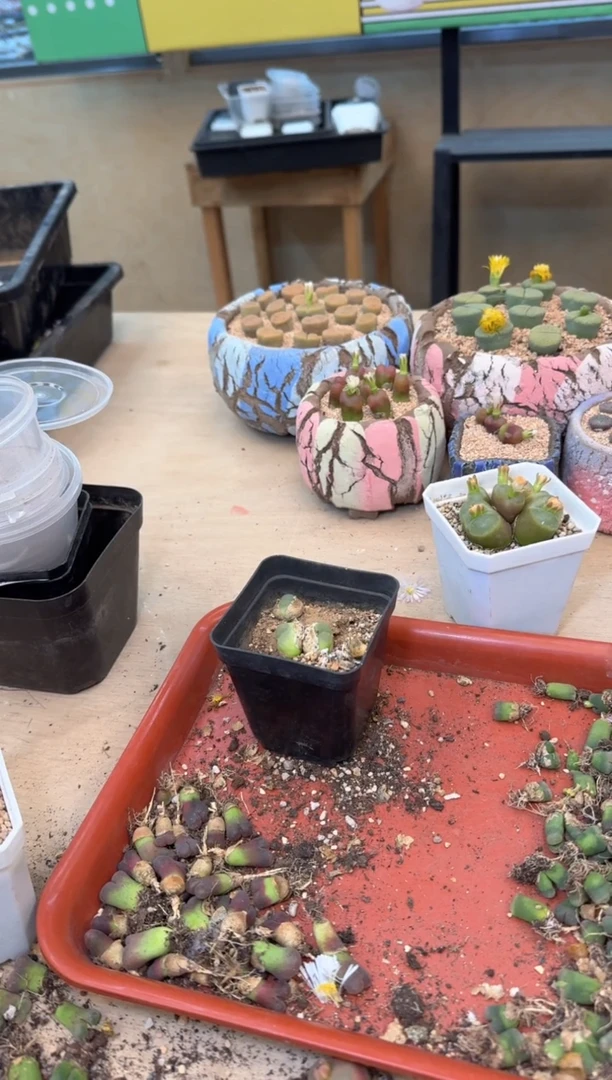 多肉植物肉锥12-199