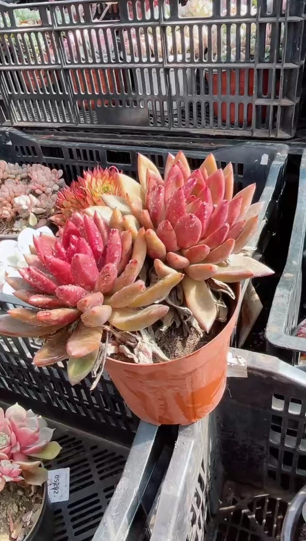 【闪购商品】22358