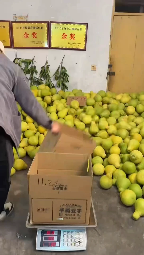 真龙柚正宗长寿邻封沙田柚 中果 6个  含箱重量  11.2  斤