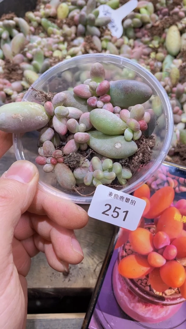 【闪购商品】251糖果美人多肉