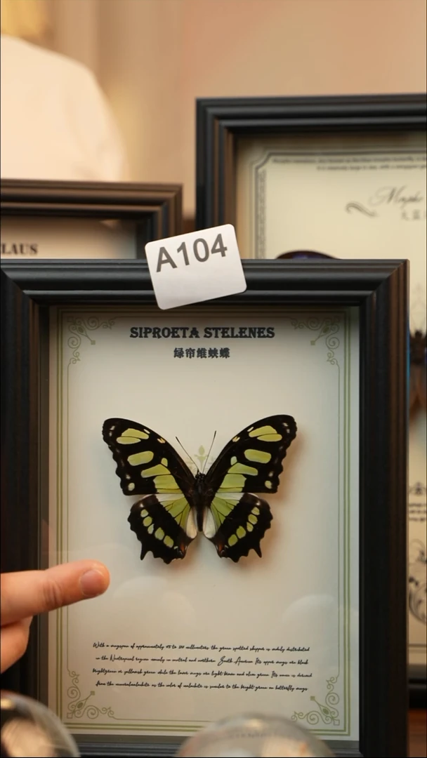 绿帘维蛱蝶真蝴蝶A104