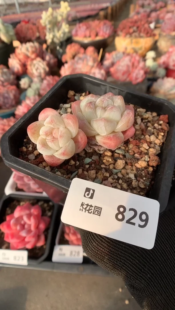 829冰玉一物一拍多肉植物