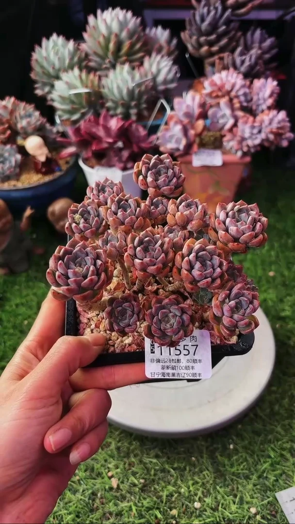 昆明印象多肉11557