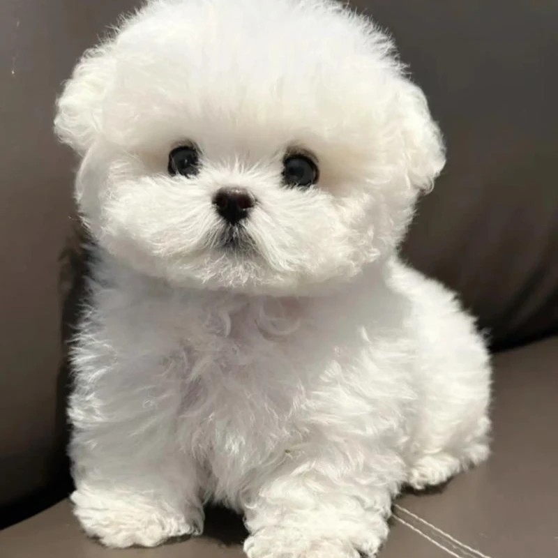 可爱小型比熊犬狗适合家养