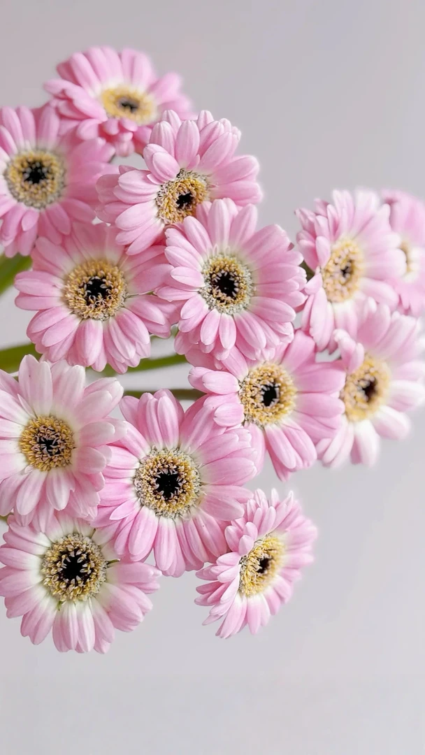 【花汀私享】20支珍爱-非洲菊