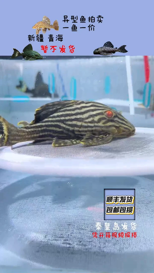 清道夫14.3不包入缸损99
