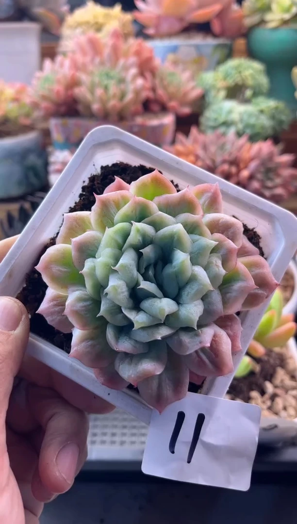 11.9-11泡泡纱裙11111111111111