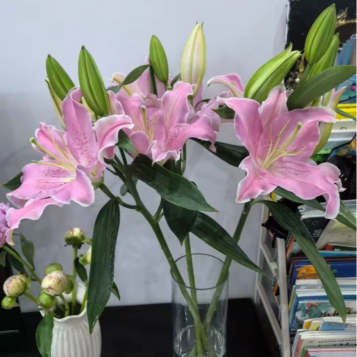 索尔邦粉色香水百合 6朵全场任意两单顺丰包邮今天下单明天到